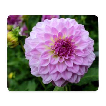 Dahlia Pink Pink Blossom ,Flower - Mouse Pad (horizontal) - white - Front