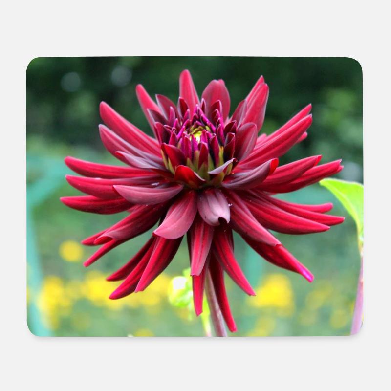 Blume rot rote Blume - Mousepad (Querformat) - Weiß