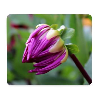 Dahlie rot violett Blüte ,Blume - Mousepad (Querformat) - Weiß - Vorne
