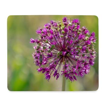 Gros plan d’une fleur violette - Poireau géant - Tapis de souris (format paysage) - blanc - Devant