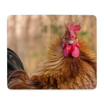 Hahn im Morgenlicht - Nahaufnahme, Poster - Mousepad (Querformat) - Weiß - Vorne