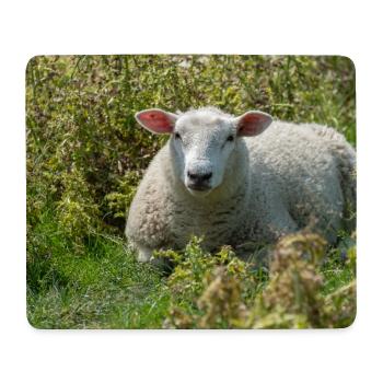 Moutons allongés dans l’herbe - Affiche - Tapis de souris (format paysage) - blanc - Devant