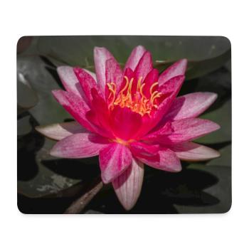 Seerose in Blüte - Nahaufnahme - Mousepad (Querformat) - Weiß - Vorne