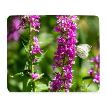Blüte mit Schmetterling - Mousepad (Querformat) - Weiß - Vorne