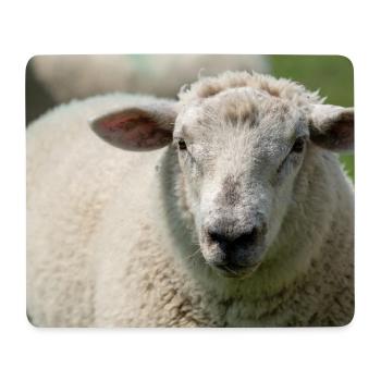 Close-up of a sheep - Mouse Pad (horizontal) - white - Front