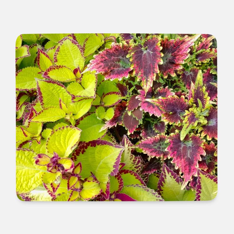 Feuilles de jeu couleur Coleus / Ortie - Tapis de souris (format paysage) - blanc