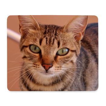 Katze Kätzchen Poster quadratisch Katzenposter - Mousepad (Querformat) - Weiß - Vorne