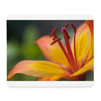 Orange Lilie Blume Blüte Makro - Mousepad (Querformat) - Weiß - Vorne