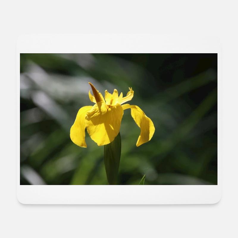 Schwertlilie Lilie gelbe Blume - Mousepad (Querformat) - Weiß