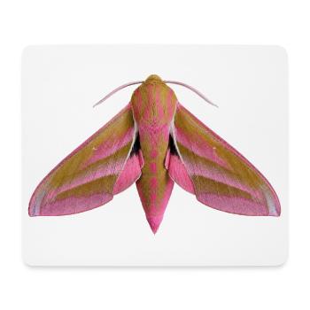 Elephant Hawk Moth Deilephila elpenor - Mouse Pad (horizontal) - white - Front