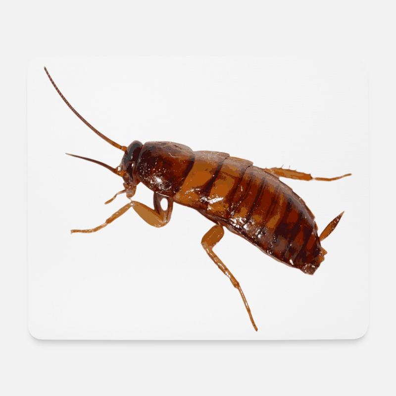 Küchenschabe Insekt Kakerlake Schabe - Mousepad (Querformat) - Weiß