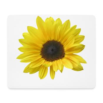 Sonnenblume, Sonnenblumen, Blume, Blüte, floral - Mousepad (Querformat) - Weiß - Vorne