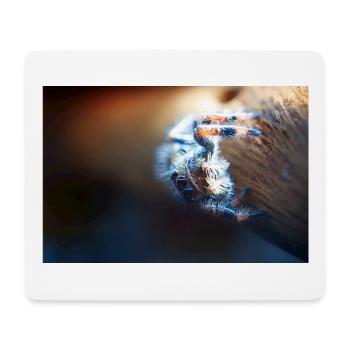 Springspinne, Phidippus regius,jumping spider - Mousepad (Querformat) - Weiß - Vorne