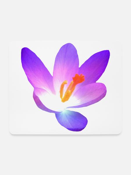 wonderful crocus - flowering in purple in spring - Mouse Pad (horizontal) - white