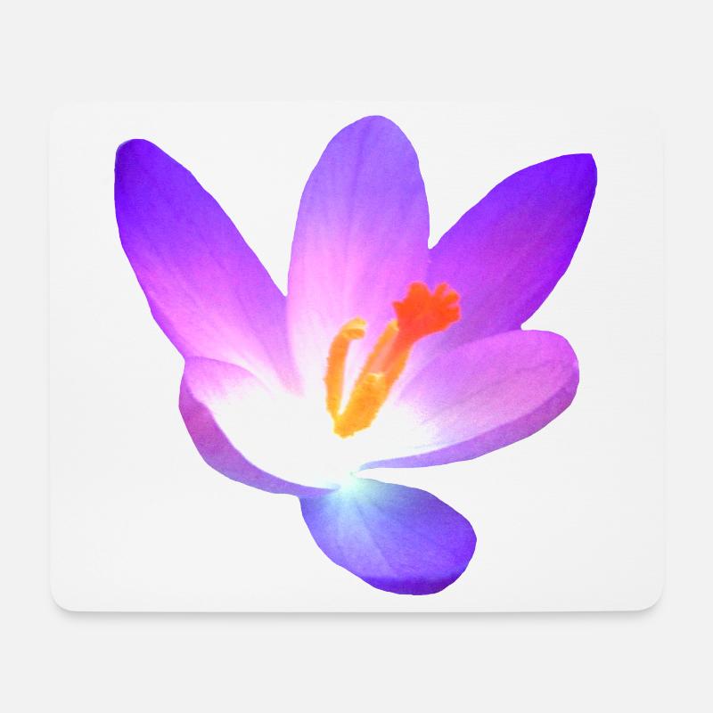 wundervolle Krokus - Blüte in violett im Frühjahr - Mousepad (Querformat) - Weiß