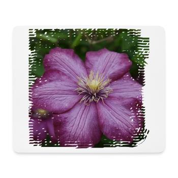 Clematis ist eine Kletterpflanze mit bunten Blüten - Mousepad (Querformat) - Weiß - Vorne