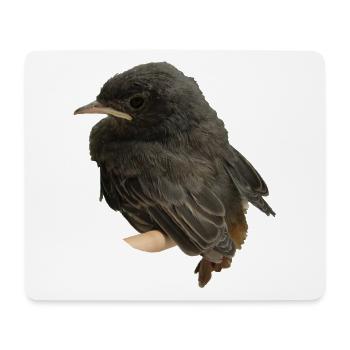 Hausrotschwänzchen Ästling - Mousepad (Querformat) - Weiß - Vorne