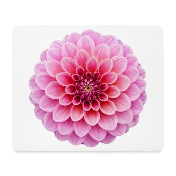 Motif floral botanique de la fleur de dahlia rose - Tapis de souris (format paysage) - blanc - Devant