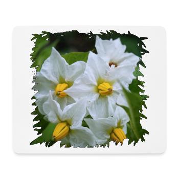 Weiße Kartoffel Blüten mit gelben Staubgefäßen - Mousepad (Querformat) - Weiß - Vorne