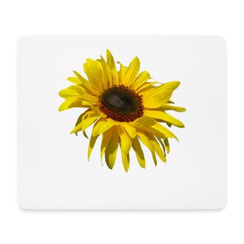 tournesol en fleurs, tournesols, fleurs, pétales - Tapis de souris (format paysage) - blanc - Devant