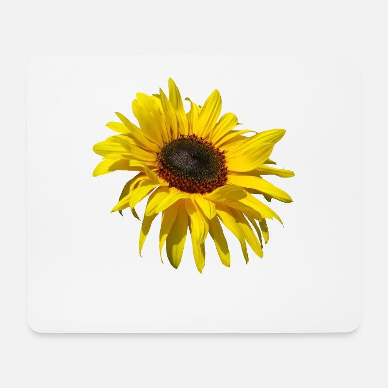 blühende Sonnenblume, Sonnenblumen, Blumen, Blüten - Mousepad (Querformat) - Weiß