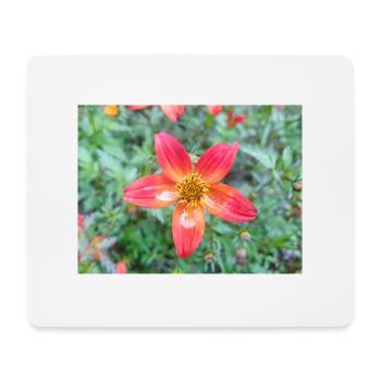 Bidens triplinervia Dreinerviger Zweizahn - Tapis de souris (format paysage) - blanc - Devant