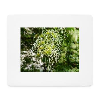 Traveller's Joy Clematis vitalba - Mousepad (Querformat) - Weiß - Vorne