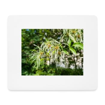 Traveller's Joy Clematis vitalba - Mousepad (Querformat) - Weiß - Vorne