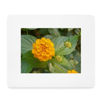 Lantana also Spanish flag Wandelröschen Lantana - Mouse Pad (horizontal) - white - Front