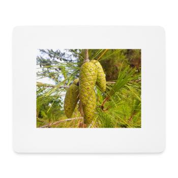 Aleppo pine also Jerusalem pine Aleppo-Kiefer - Mouse Pad (horizontal) - white - Front