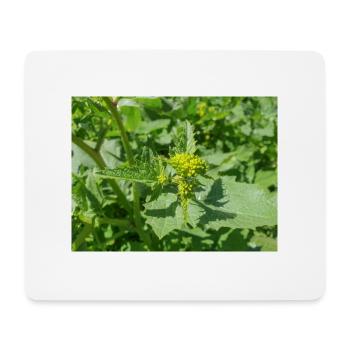 black mustard (in german Schwarzer Senf) Rhamphosp - Mouse Pad (horizontal) - white - Front