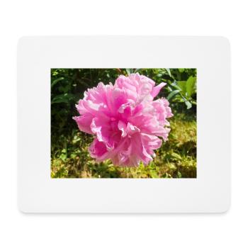 Chinesische Pfingstrose Chinesische Pfingsrose Paeonia - Mousepad (Querformat) - Weiß - Vorne