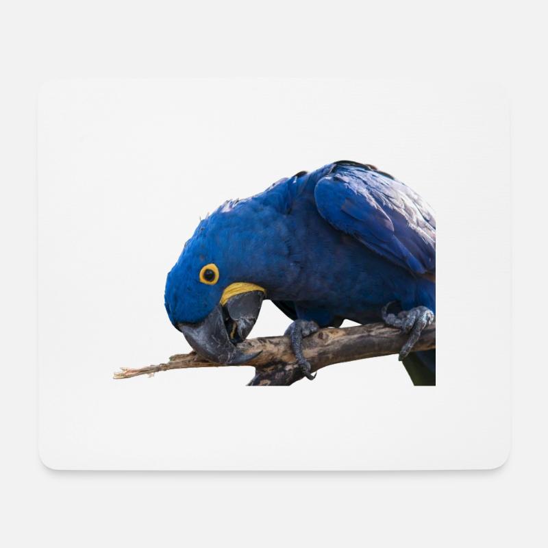 Hyazinth Ara Papagei Gesichtsansicht - Mousepad (Querformat) - Weiß