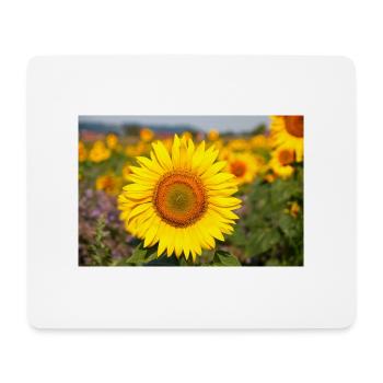 Sonnenblumen Blütenkopf ragt aus einem Feld hervor - Mousepad (Querformat) - Weiß - Vorne