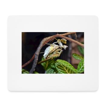 Creobroter spec. - Flower mantis - adult pair - Mousepad (Querformat) - Weiß - Vorne