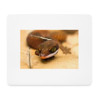 Aeluroscalabotes cf dorsalis - Gecko de Malaisie - Tapis de souris (format paysage) - blanc - Devant