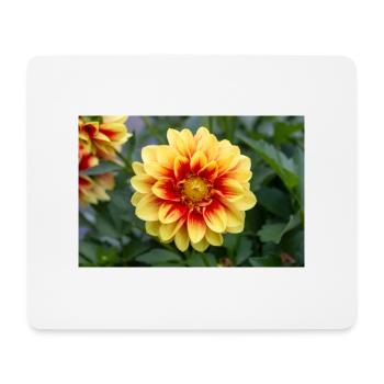Dahlia (in german Dahlie) Dahlia - Mousepad (Querformat) - Weiß - Vorne