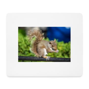 Essen Grauhörnchen Grauhörnchen Sciurus carolin - Mousepad (Querformat) - Weiß - Vorne