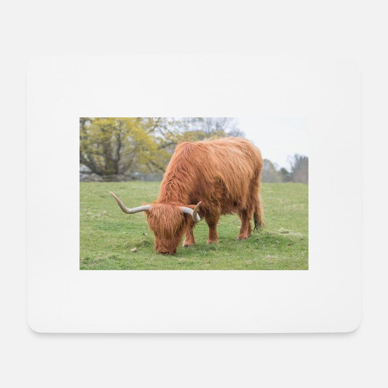 Ein Hochlandrind in den schottischen Highlands - Mousepad (Querformat) - Weiß