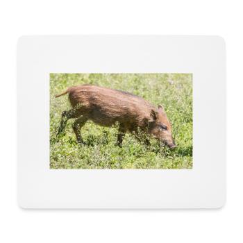 Shoat Wildschwein Sus scrofa - Mousepad (Querformat) - Weiß - Vorne