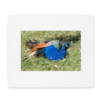 Blauer Pfau (in german Blauer Pfau) Pavo cristatus - Mousepad (Querformat) - Weiß - Vorne