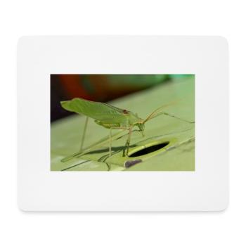 Krauss's Bush-cricket Isophya kraussii - Mouse Pad (horizontal) - white - Front