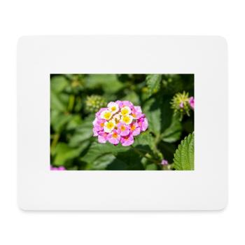 Lantana also Spanish flag Wandelröschen - Mouse Pad (horizontal) - white - Front