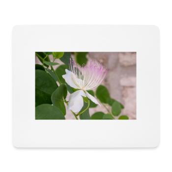 caper bush also Flinders rose Capparis spinosa - Mouse Pad (horizontal) - white - Front
