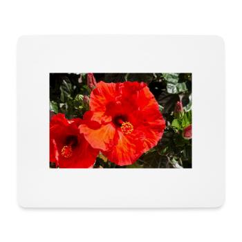 Hibiscus rosa-sinensis also Chinese hibiscus - Mouse Pad (horizontal) - white - Front