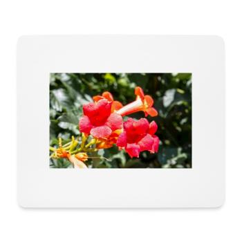 liane trompette ou vigne trompette Campsis - Tapis de souris (format paysage) - blanc - Devant