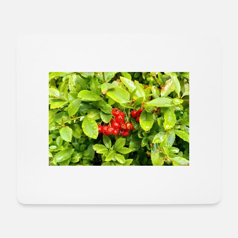 Mediterranean Firethorn / Pyracantha coccinea - Mouse Pad (horizontal) - white