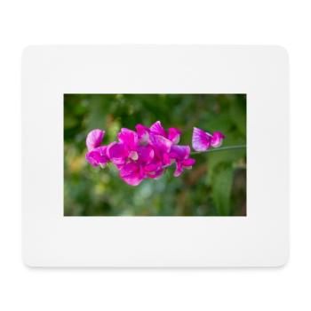 everlasting pea perennial pea Lathyrus latifolius - Mouse Pad (horizontal) - white - Front