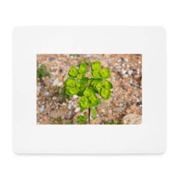 blooming colorful Wolfsmilch (Euphorbia) flower - Mouse Pad (horizontal) - white - Front