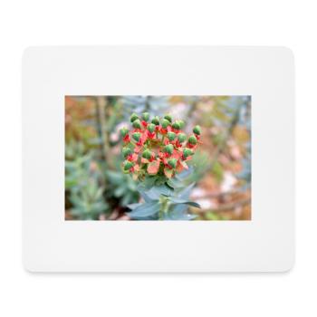 blooming colorful Wolfsmilch (Euphorbia) flower - Mouse Pad (horizontal) - white - Front
